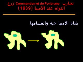 ‫وانقسامها‬ ‫حية‬ ‫الميبا‬ ‫بقاء‬
‫تجارب‬Commandon et de Fonbrune‫زرع‬
‫الميبا‬ ‫عند‬ ‫النواة‬)1939(
 