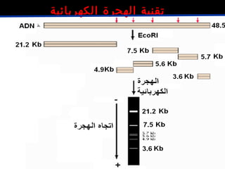 ‫الكهربائية‬ ‫الهجرة‬ ‫تقنية‬
 