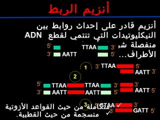 ‫بين‬ ‫روابط‬ ‫إحداث‬ ‫على‬ ‫قادر‬ ‫أنزيم‬
‫لقطع‬ ‫تنتمي‬ ‫التي‬ ‫النيكليوتيدات‬ADN
‫هذه‬ ‫تكون‬ ‫أن‬ ‫شريطة‬ ‫منفصلة‬
......‫الطراف‬
‫الربط‬ ‫أنزيم‬
‫الزوتية‬ ‫القواعد‬ ‫حيث‬ ‫من‬ ‫متكاملة‬.
.‫القطبية‬ ‫حيث‬ ‫من‬ ‫منسجمة‬.
 