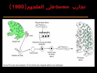 ‫تجارب‬Gurdon)‫العلجوم‬ ‫على‬1960(
 