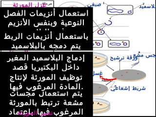 ‫بلسميد‬‫صبغي‬
‫ترشيح‬ ‫ورقة‬
‫مشع‬ ‫جس‬
‫إشعاعي‬ ‫شريط‬
‫غسل‬
‫المورثة‬ ‫عزل‬
‫المورثة‬ ‫إدماج‬
‫المورثة‬ ‫تلميم‬
‫المورثة‬ ‫رصد‬
‫الفصل‬ ‫أنزيمات‬ ‫استعمال‬
‫النزيم‬ ‫وبنفس‬ ‫النوعية‬
.‫البلسميد‬ ‫فتح‬ ‫يتم‬‫ة‬
‫الربط‬ ‫أنزيمات‬ ‫باستعمال‬
‫بالبلسميد‬ ‫دمجه‬ ‫يتم‬
‫المغير‬ ‫البلسميد‬ ‫إدماج‬
‫قصد‬ ‫البكتيريا‬ ‫داخل‬
‫لمات‬ ‫على‬ ‫.الحصول‬
‫مجسات‬ ‫استعمال‬ ‫يتم‬
‫بالمورثة‬ ‫ترتبط‬ ‫مشعة‬
‫باعتماد‬ ‫فيها‬ ‫المرغوب‬‫المورثة‬ ‫تعبير‬
‫لنتاج‬ ‫المورثة‬ ‫توظيف‬
‫فيها‬ ‫المرغوب‬ ‫المادة‬.
 