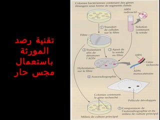 ‫رصد‬ ‫تقنية‬
‫المورثة‬
‫باستعمال‬
‫حار‬ ‫مجس‬
 