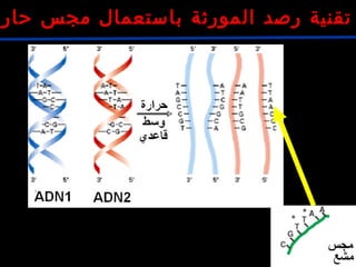 ‫حار‬ ‫مجس‬ ‫باستعمال‬ ‫المورثة‬ ‫رصد‬ ‫تقنية‬
 
