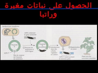 ‫مغيرة‬ ‫نباتات‬ ‫على‬ ‫الحصول‬
‫وراتبا‬
 