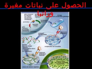 ‫مغيرة‬ ‫نباتات‬ ‫على‬ ‫الحصول‬
‫وراتبا‬
 