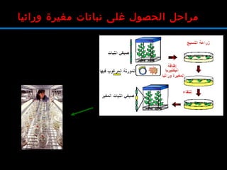 ‫وراثيا‬ ‫مغيرة‬ ‫نباتات‬ ‫غلى‬ ‫الحصول‬ ‫مراحل‬
 