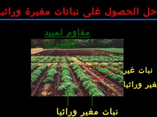‫غير‬ ‫نبات‬
‫وراثيا‬ ‫غير‬
‫وراثيا‬ ‫مغير‬ ‫نبات‬
‫لمبيد‬ ‫مقاوم‬
‫الحشرات‬
‫وراثيا‬ ‫مغيرة‬ ‫نباتات‬ ‫غلى‬ ‫الحصول‬ ‫حل‬
 