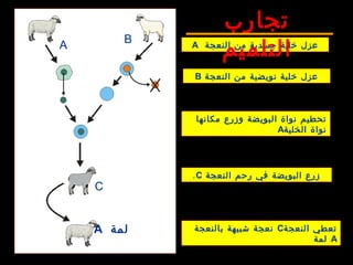 ‫النعجة‬ ‫من‬ ‫جسدية‬ ‫خلية‬ ‫عزل‬AA
B
C
‫لمة‬A
‫النعجة‬ ‫من‬ ‫نويضية‬ ‫خلية‬ ‫عزل‬B
‫مكانها‬ ‫وزرع‬ ‫البويضة‬ ‫نواة‬ ‫تحطيم‬
‫الخلية‬ ‫نواة‬A
‫النعجة‬ ‫رحم‬ ‫في‬ ‫البويضة‬ ‫زرع‬C.
‫النعجة‬ ‫تعطي‬C‫بالنعجة‬ ‫شبيهة‬ ‫نعجة‬
A‫لمة‬
‫تجارب‬
‫التلميم‬
 
