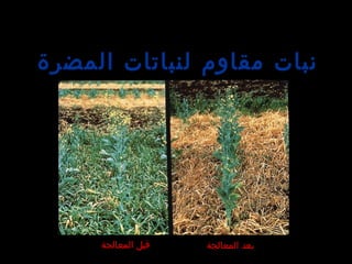 ‫المضرة‬ ‫لنباتات‬ ‫مقاوم‬ ‫نبات‬
‫المعالجة‬ ‫قبل‬ ‫المعالجة‬ ‫بعد‬
 