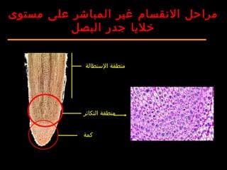 ‫الستطالة‬ ‫منطقة‬
‫التكاثر‬ ‫منطقة‬
‫كمة‬
‫مستوى‬ ‫على‬ ‫المباشر‬ ‫غير‬ ‫النقسام‬ ‫مراحل‬
‫البصل‬ ‫جدر‬ ‫خليا‬
 