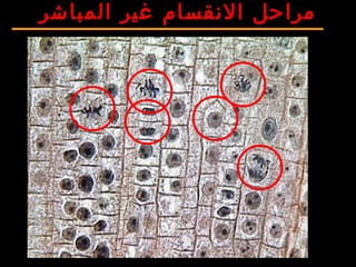 R Lacroix, biologie v.a03
‫المباشر‬ ‫غير‬ ‫النقسام‬ ‫مراحل‬
 