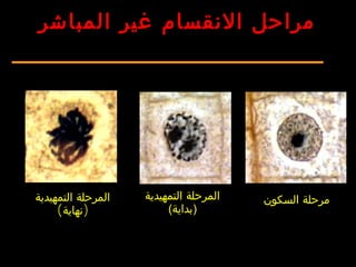 ‫السكون‬ ‫مرحلة‬‫التمهيدية‬ ‫المرحلة‬
(‫)بداية‬
‫التمهيدية‬ ‫المرحلة‬
( )‫نهاية‬
‫المباشر‬ ‫غير‬ ‫النقسام‬ ‫مراحل‬
 