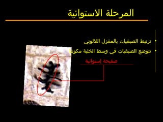 •‫الللوني‬ ‫بالمغزل‬ ‫الصبغيات‬ ‫ترتبط‬
•‫مكونتا‬ ‫الخلية‬ ‫وسط‬ ‫في‬ ‫الصبغيات‬ ‫تتوضع‬
‫إستوائية‬ ‫صفيحة‬
‫الستوائية‬ ‫المرحلة‬
 