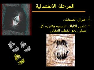 •‫الصبيغيان‬ ‫افتراق‬
•‫كل‬ ‫وهجرة‬ ‫الصبغية‬ ‫اللياف‬ ‫تقلص‬
‫المقابل‬ ‫القطب‬ ‫نحو‬ ‫صبغي‬
‫النفصالية‬ ‫المرحلة‬
 