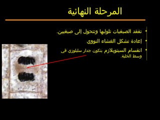 •‫صبغيين‬ ‫إلى‬ ‫وتتحول‬ ‫تلولبها‬ ‫الصبغيات‬ ‫تفقد‬.
•‫النووي‬ ‫الغشاء‬ ‫تشكل‬ ‫إعادة‬
•‫السيتوبلزم‬ ‫انقسام‬‫في‬ ‫سليلوزي‬ ‫جدار‬ ‫بتكون‬
‫الخلية‬ ‫وسط‬.
‫النهائية‬ ‫المرحلة‬
 