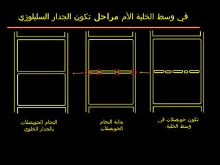 ‫الحويصلت‬ ‫التحام‬
‫الخلوي‬ ‫بالجدار‬
‫التحام‬ ‫بداية‬
‫الحويصلت‬
‫في‬ ‫حويصلت‬ ‫تكون‬
‫الخلية‬ ‫وسط‬.
‫الم‬ ‫الخلية‬ ‫وسط‬ ‫في‬‫مراحل‬‫السليلوزي‬ ‫الجدار‬ ‫تكون‬
 