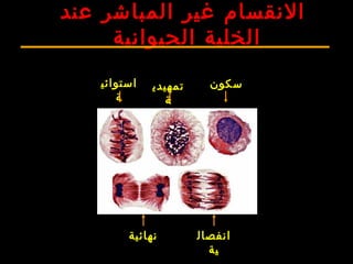 ‫سكون‬‫تمهيدي‬
‫ة‬
‫استوائي‬
‫ة‬
‫انفصال‬
‫ية‬
‫نهائية‬
‫عند‬ ‫المباشر‬ ‫غير‬ ‫النقسام‬
‫الحيوانية‬ ‫الخلية‬
 