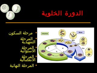 •‫السكون‬ ‫مرحلة‬
•‫المرحلة‬
‫التمهيدية‬
•‫المرحلة‬
‫الستوائية‬
•‫المرحلة‬
‫النفصالية‬
•‫النهائية‬ ‫المرحلة‬
‫الخلوية‬ ‫الدورة‬
 
