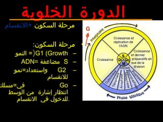 ‫الخلوية‬ ‫الدورة‬
=‫السكون‬ ‫مرحلة‬+‫النقسام‬
•‫السكون‬ ‫مرحلة‬:
–G1 (Growth)=‫النمو‬
–S= ‫مضاعفة‬ADN
–G2=‫واستعداد‬‫نمو‬
‫للنقسام‬
–Go=‫في‬‫مسلك‬
‫الوسط‬ ‫من‬ ‫إشارة‬ ‫انتظار‬
.‫النقسام‬ ‫في‬ ‫للدخول‬
G
o
 