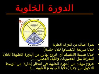‫الخلوية‬ ‫الدورة‬
•‫نميز‬3‫الخلوية‬ ‫الدورات‬ ‫من‬ ‫أصناف‬
•( )‫جلدية‬ ‫خليا‬ ‫النقسام‬ ‫سريعة‬ ‫خليا‬
•)‫الخليا‬ ‫الخلوية‬ ‫الدورة‬ ‫من‬ ‫نهائي‬ ‫خروج‬ ‫أي‬ ‫النقسام‬ ‫عديمة‬ ‫خليا‬
(.....‫العضلي‬ ‫والليف‬ ‫العصبونات‬ ‫مثل‬ ‫المفرقة‬
•‫الخلوية‬ ‫الدورة‬ ‫من‬ ‫مؤقت‬ ‫خروج‬‫الوسط‬ ‫من‬ ‫إشارة‬ ‫انتظار‬ ‫في‬
(.... )‫الكلوية‬ ‫و‬ ‫الكبدية‬ ‫خليا‬ ‫جديد‬ ‫من‬ ‫للدخول‬
Go
 