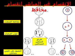 ‫انقسام‬ ‫المباشر‬ ‫غير‬ ‫النقسام‬
‫محافظ‬
‫الصبغيات‬ ‫مضاعفة‬
‫الصبغيات‬ ‫تلولب‬
‫افتراق‬
‫النسختين‬
‫المتماثلتين‬
‫خليتين‬ ‫على‬ ‫الحصول‬
‫متماثلتين‬
 
