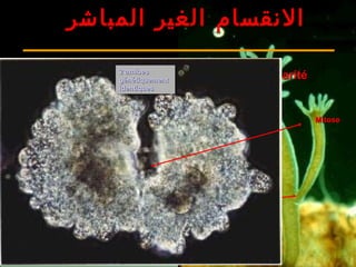MitMit
oseose
ScissiparitéScissiparité
MitoseMitose
2 amibes2 amibes
génétiquementgénétiquement
identiquesidentiques
‫المباشر‬ ‫الغير‬ ‫النقسام‬
 