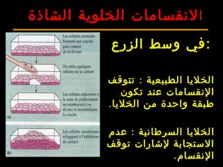 ‫ا‬‫الشاذة‬ ‫الخلوية‬ ‫لنقسامات‬
‫الزرع‬ ‫وسط‬ ‫:في‬
:‫تتوقف‬ ‫الطبيعية‬ ‫الخليا‬
‫تكون‬ ‫عند‬ ‫النقسامات‬
.‫الخليا‬ ‫من‬ ‫واحدة‬ ‫طبقة‬
‫ا‬:‫عدم‬ ‫السرطانية‬ ‫لخليا‬
‫توقف‬ ‫لشارات‬ ‫الستجابة‬
.‫النقسام‬
 