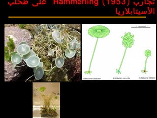 ‫تجارب‬)1953(Hämmerling‫طحلب‬ ‫على‬
‫السيتابلريا‬
 