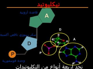 ‫أزوتية‬ ‫قاعدة‬
‫أكسيج‬ ‫ناقص‬ ‫ريبوزي‬ ‫سكر‬
‫فوسفورية‬ ‫وحدة‬
‫نيكليوتيد‬
‫النكليوتيدات‬ ‫من‬ ‫أنواع‬ ‫أربعة‬ ‫نجد‬
D
P
 