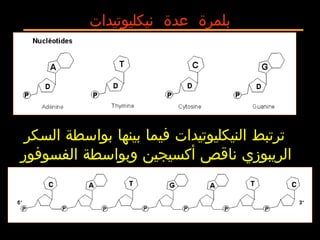 ‫نيكليوتيدات‬ ‫عدة‬ ‫بلمرة‬
‫السكر‬ ‫بواسطة‬ ‫بينها‬ ‫فيما‬ ‫النيكليوتيدات‬ ‫ترتبط‬
‫الفسوفور‬ ‫وبواسطة‬ ‫أكسيجين‬ ‫ناقص‬ ‫الريبوزي‬.
 