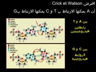 ‫افترض‬Crick et Watson:
‫أن‬A‫ب‬ ‫الرتباط‬ ‫يمكنها‬T‫و‬C‫ب‬ ‫الرتباط‬ ‫يمكنها‬G
‫بين‬A‫و‬T
‫رابطتين‬
‫هيدروجينيتين‬
‫بين‬C‫و‬G
3‫روابط‬
‫هيدروجينية‬
 