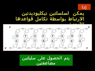 ‫إذا‬
‫نيكليوديدتين‬ ‫لسلسلتين‬ ‫يمكن‬
‫قواعدها‬ ‫تكامل‬ ‫بواسطة‬ ‫الرتباط‬
.‫الزوتية‬
‫سليلتين‬ ‫على‬ ‫الحصول‬ ‫يتم‬
‫مضاعفتين‬
 