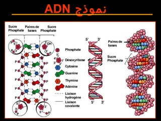 ‫نموذج‬ADN
 
