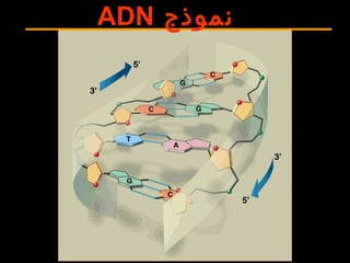 ‫نموذج‬ADN
 