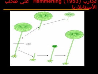 ‫تجارب‬)1953(Hämmerling‫طحلب‬ ‫على‬
‫السيتابلريا‬
 