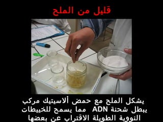 ‫الملح‬ ‫من‬ ‫قليل‬
‫مركب‬ ‫ألسيتيك‬ ‫حمض‬ ‫مع‬ ‫الملح‬ ‫يشكل‬
‫شحنة‬ ‫يبطل‬ADN‫للخييطات‬ ‫يسمح‬ ‫مما‬
‫بعضها‬ ‫عن‬ ‫القتراب‬ ‫الطويلة‬ ‫النووية‬
 