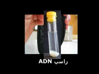 ‫راسب‬ADN
 