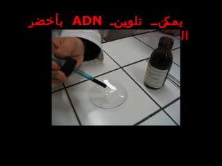 ‫ننن‬‫ي‬‫تلو‬ ‫نننن‬‫يمك‬ADN‫بأخضر‬
‫المتيل‬
 