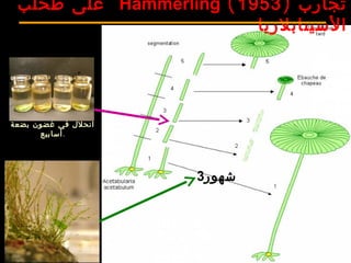 ‫تجارب‬)1953(Hämmerling‫طحلب‬ ‫على‬
‫السيتابلريا‬
3‫شهور‬.
‫بضعة‬ ‫غضون‬ ‫في‬ ‫انحلل‬
‫.أسابيع‬
 