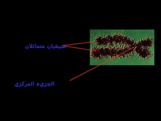 La reproduction cellulaire
chromosome
‫متماثلن‬ ‫صبيغيان‬
‫المركزي‬ ‫الجزيء‬
 