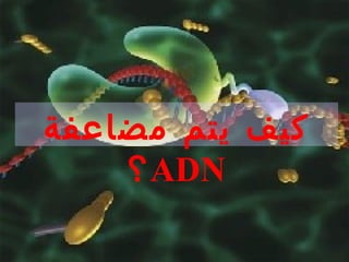 ‫يتم‬ ‫كيف‬‫مضاعفة‬
ADN‫؟‬
 