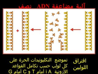 ‫مضاعفة‬ ‫آلية‬‫مضاعفة‬ ‫آلية‬ADNADN‫نصف‬‫نصف‬
‫محافظة‬‫محافظة‬
‫افتراق‬
‫اللولبين‬
‫على‬ ‫الحرة‬ ‫النكليوتيدات‬ ‫تموضع‬
‫القواعد‬ ‫تكامل‬ ‫حسب‬ ‫لولب‬ ‫كل‬
‫الزوتية‬i A‫أمام‬T‫و‬C‫أمام‬G
 