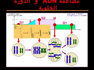 ‫مضاعفة‬ADN‫و‬‫الدورة‬
‫الخلوية‬
S
MG2
G1 G1
 