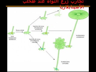 ‫طحلب‬ ‫عند‬ ‫النواة‬ ‫زرع‬ ‫تجارب‬
‫السيتابلريا‬
 