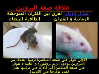 75
)‫من‬ ‫انطلقا‬ ‫تركبها‬ ‫الميلنين‬ ‫صبغة‬ ‫على‬ ‫تتوفر‬ ‫الولى‬
(‫تتوفر‬ ‫ل‬ ‫الثانية‬ ‫و‬ ‫بروتيني‬ ‫أنزيم‬ ‫بوجود‬ ‫التيروزين‬
)‫نظرا‬ ‫تركيبها‬ ‫على‬ ‫قادرة‬ ‫غير‬ ‫الميلنين‬ ‫صبغة‬ ‫على‬
.(‫النزيم‬ ‫على‬ ‫توفرها‬ ‫لعدم‬
‫صفة‬ ‫علقة‬‫ال‬‫بروتين‬
‫ا‬‫ال‬ ‫لمثال‬‫أول‬:‫المتوحشة‬ ‫الفئران‬ ‫بين‬ ‫لفرق‬
‫الفئران‬ ‫و‬ ‫الرمادية‬‫البيضاء‬ ‫الطافرة‬
 