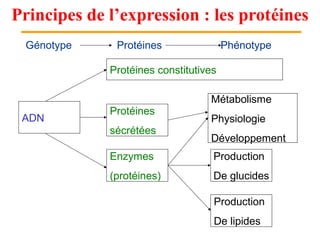 Principes de l’expression : les protéines
ADN
Protéines
sécrétées
Protéines constitutives
Enzymes
(protéines)
Métabolisme
Physiologie
Développement
Production
De glucides
Production
De lipides
Génotype Protéines Phénotype
 