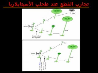 ‫السيتابلريا‬ ‫طحلب‬ ‫عند‬ ‫القطع‬ ‫تجارب‬
 