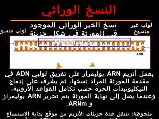 ‫الوراثي‬ ‫النسخ‬
‫الموجود‬ ‫الوراثي‬ ‫الخبر‬ ‫نسخ‬
‫جزيئة‬ ‫شكل‬ ‫في‬ ‫المورثة‬ ‫في‬
‫مكملة‬ARNm
‫حرة‬ ‫نيكليوتيدات‬
‫منسوخ‬ ‫لولب‬
‫غير‬ ‫لولب‬
‫منسوخ‬
‫أنزيم‬ ‫يعمل‬ARN‫لولبي‬ ‫تفريق‬ ‫على‬ ‫بوليمراز‬ADN‫في‬
‫إدماج‬ ‫على‬ ‫يشرف‬ ‫ثم‬ ،‫نسخها‬ ‫المراد‬ ‫المورثة‬ ‫مقدمة‬
،‫الزوتية‬ ‫القواعد‬ ‫تكامل‬ ‫حسب‬ ‫الحرة‬ ‫النيكليوتيدات‬
‫تحرير‬ ‫يتم‬ ‫المورثة‬ ‫نهاية‬ ‫إلى‬ ‫يصل‬ ‫وعندما‬ARN‫بوليمراز‬
‫و‬ARNm.
:‫الستنساخ‬ ‫بداية‬ ‫موقع‬ ‫من‬ ‫النزيم‬ ‫جزيئات‬ ‫عدة‬ ‫تنتقل‬ ‫ملحوظة‬
 