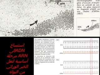 ‫استنساخ‬‫استنساخ‬
ADNADN‫إلى‬‫إلى‬
ARNARN‫مرحلة‬‫مرحلة‬
‫لنقل‬ ‫أساسية‬‫لنقل‬ ‫أساسية‬
‫الوراثي‬ ‫الخبر‬‫الوراثي‬ ‫الخبر‬
‫النواة‬ ‫من‬‫النواة‬ ‫من‬
 