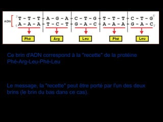 Le message, la "recette" peut être porté par l'un des deux 
brins (le brin du bas dans ce cas).
Ce brin d'ADN correspond à la "recette" de la protéine 
Phé-Arg-Leu-Phé-Leu
 